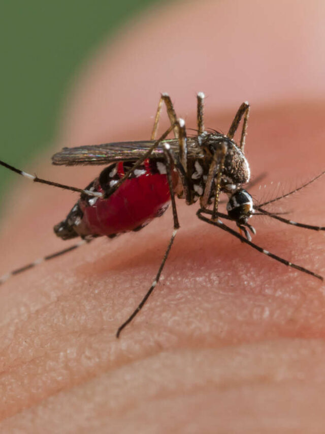 10 Most Dangerous Mosquitoes (Deadly)