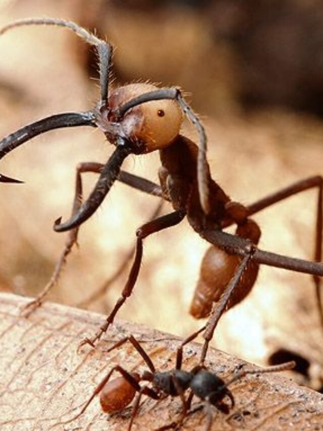 World's 10 Most Dangerous Ants